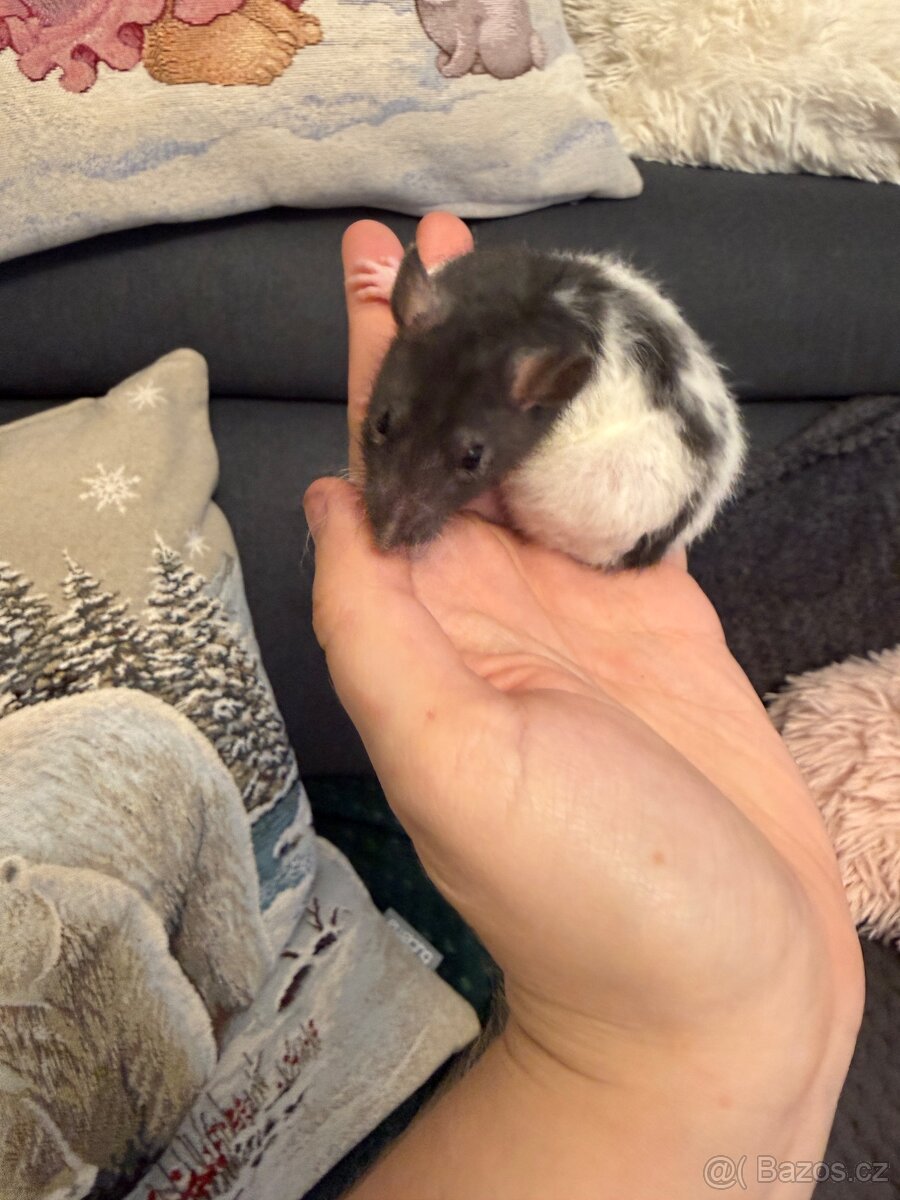 Thumbnail 4