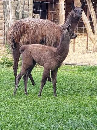 Lama Krotka samice