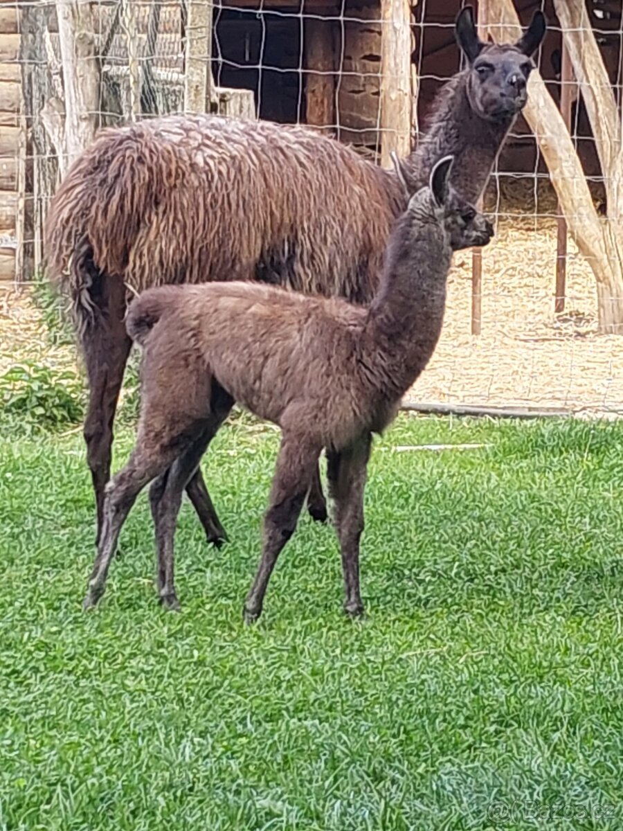 Lama Krotka samice
