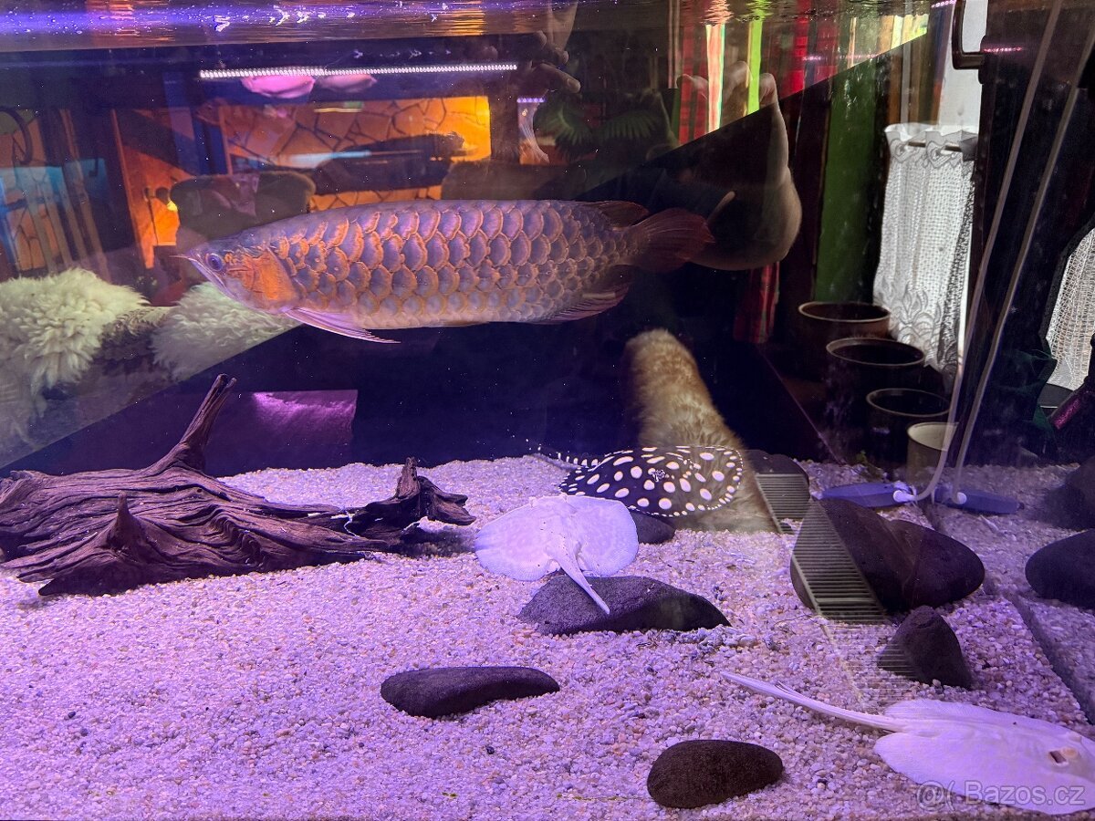 Arowana Gold (Certifikát) - 60cm