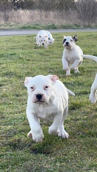 American Bully