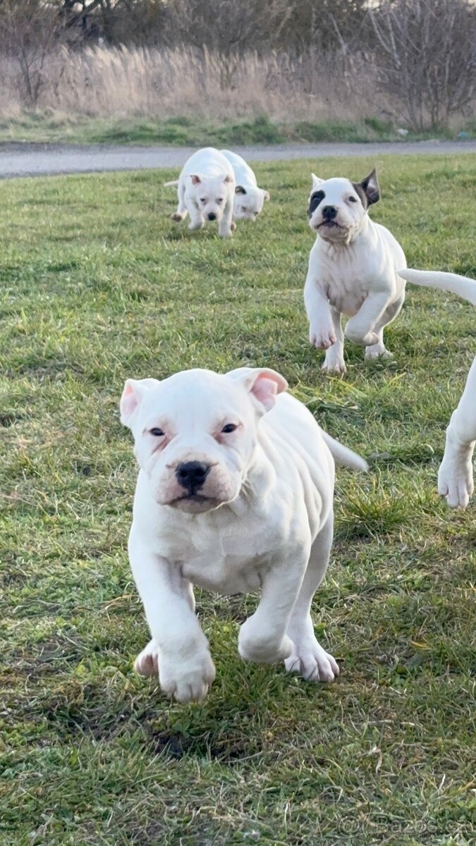 American Bully