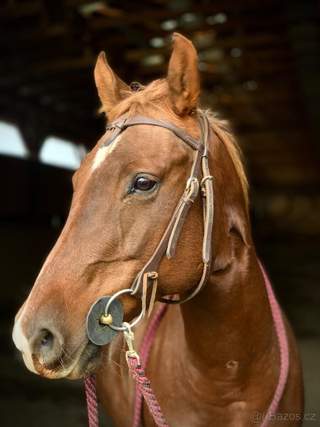 Valacha Quarterhorse