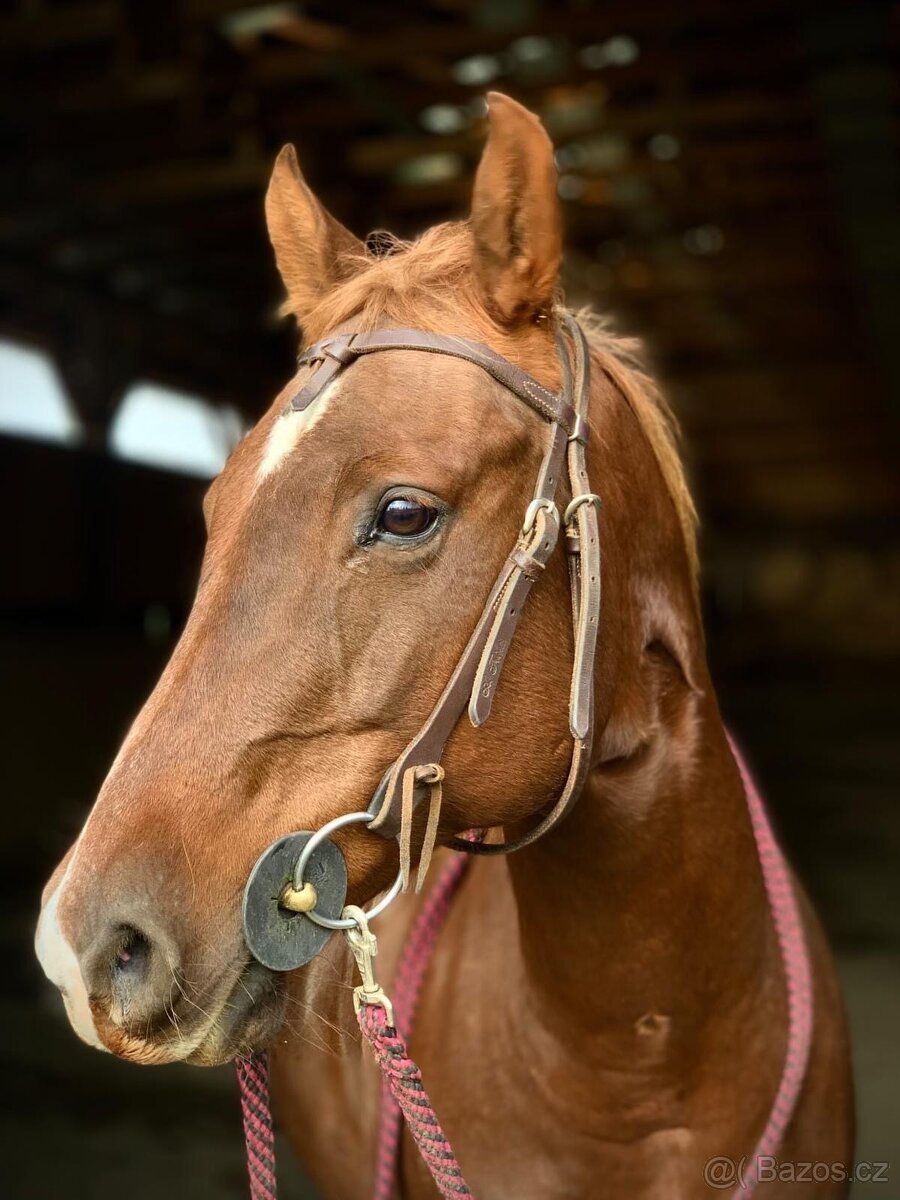 Valacha Quarterhorse