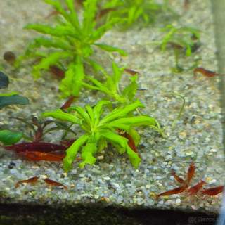 Krevetky Red Cherry