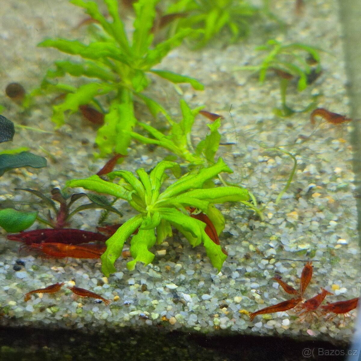 Krevetky Red Cherry