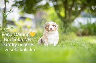 Australský ovčák štěně s PP