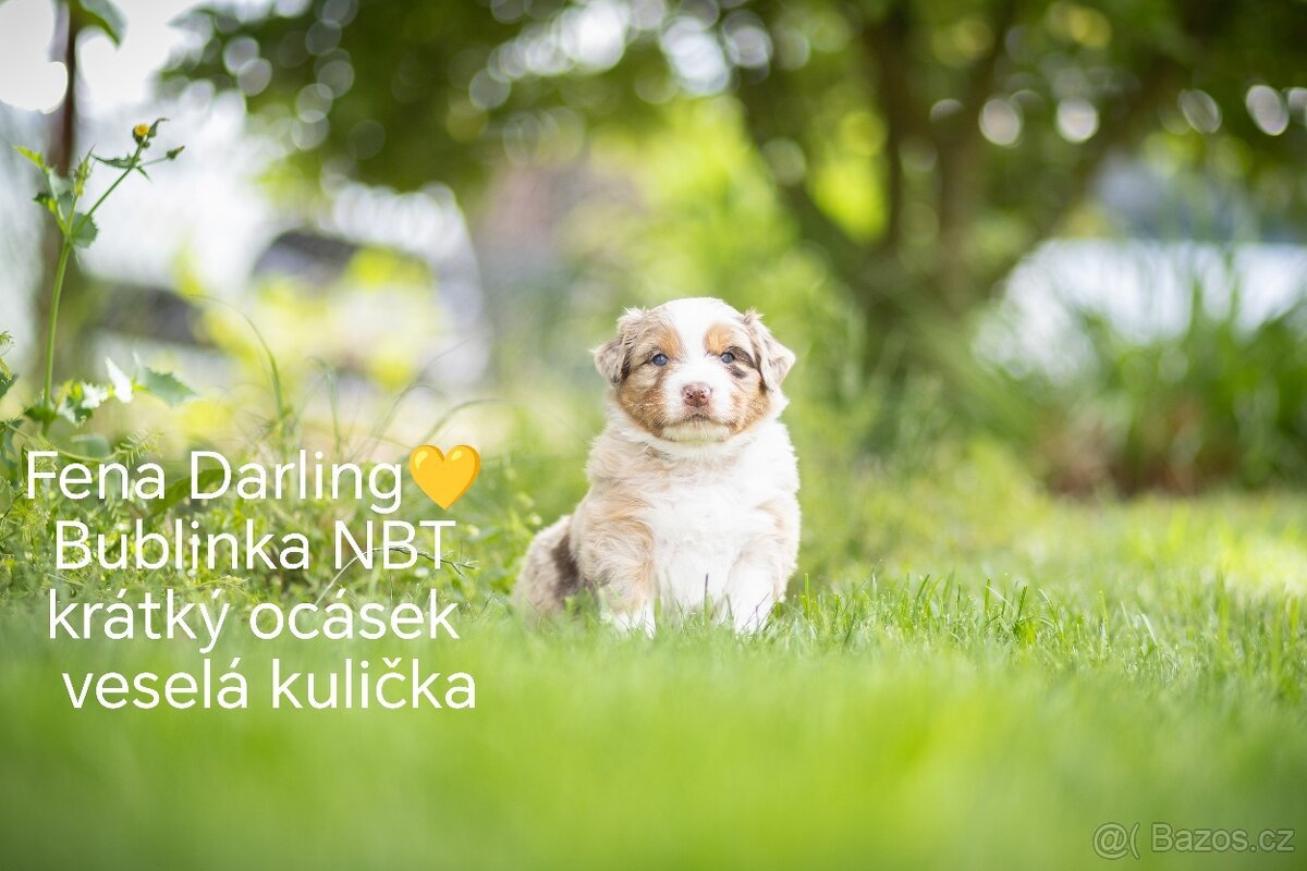 Australský ovčák štěně s PP