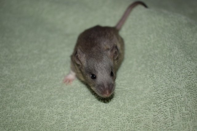 Potkaní mláďata okr. Kolín
