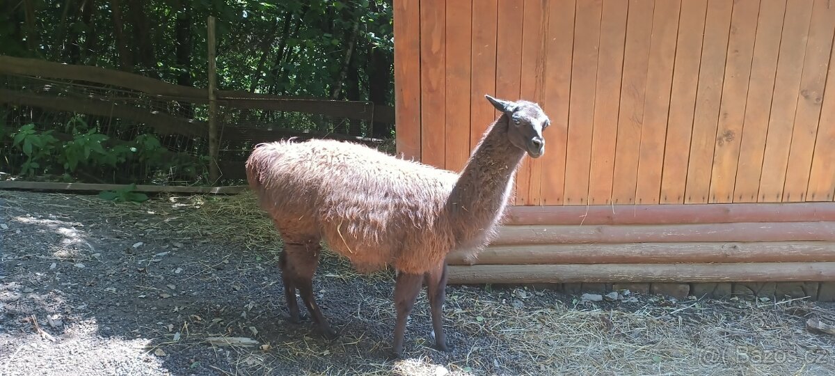 Lama krotká,samec