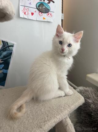Ragdoll