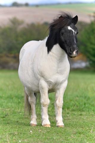 Hodný Pony pro dítě