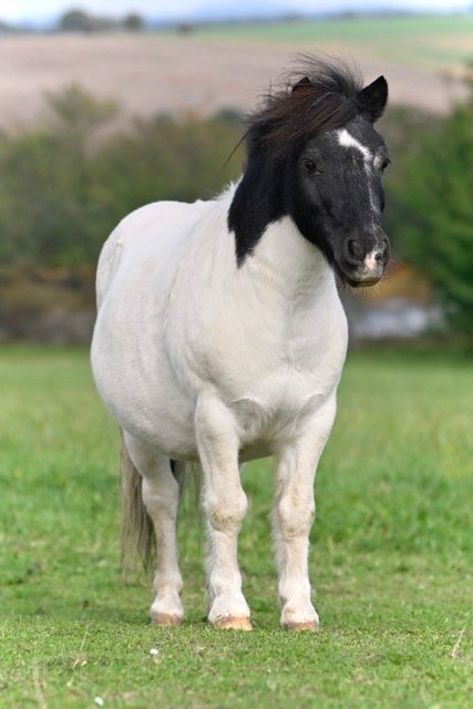 Hodný Pony pro dítě