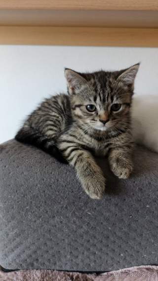 Britská kočička whiskas