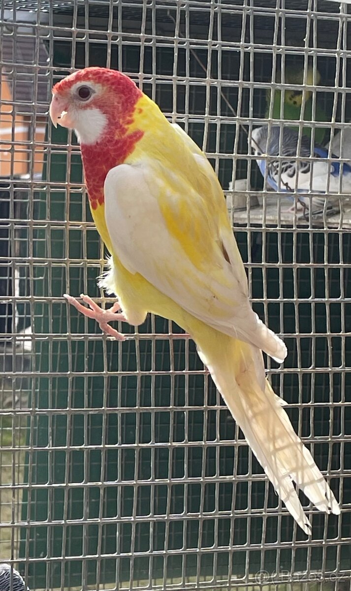 Rozela lutino