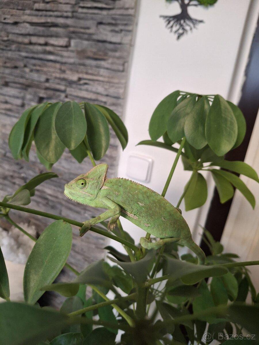 Chameleon jemenskÿ