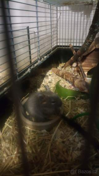 Osmák degu