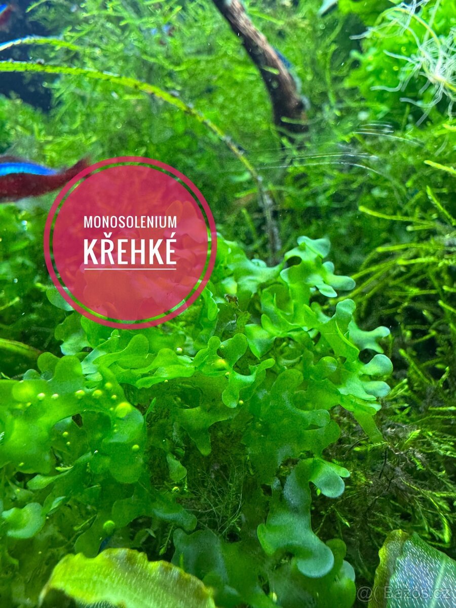Monosolenium křehké