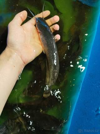 Sumeček africký násada (clarias garinepius)