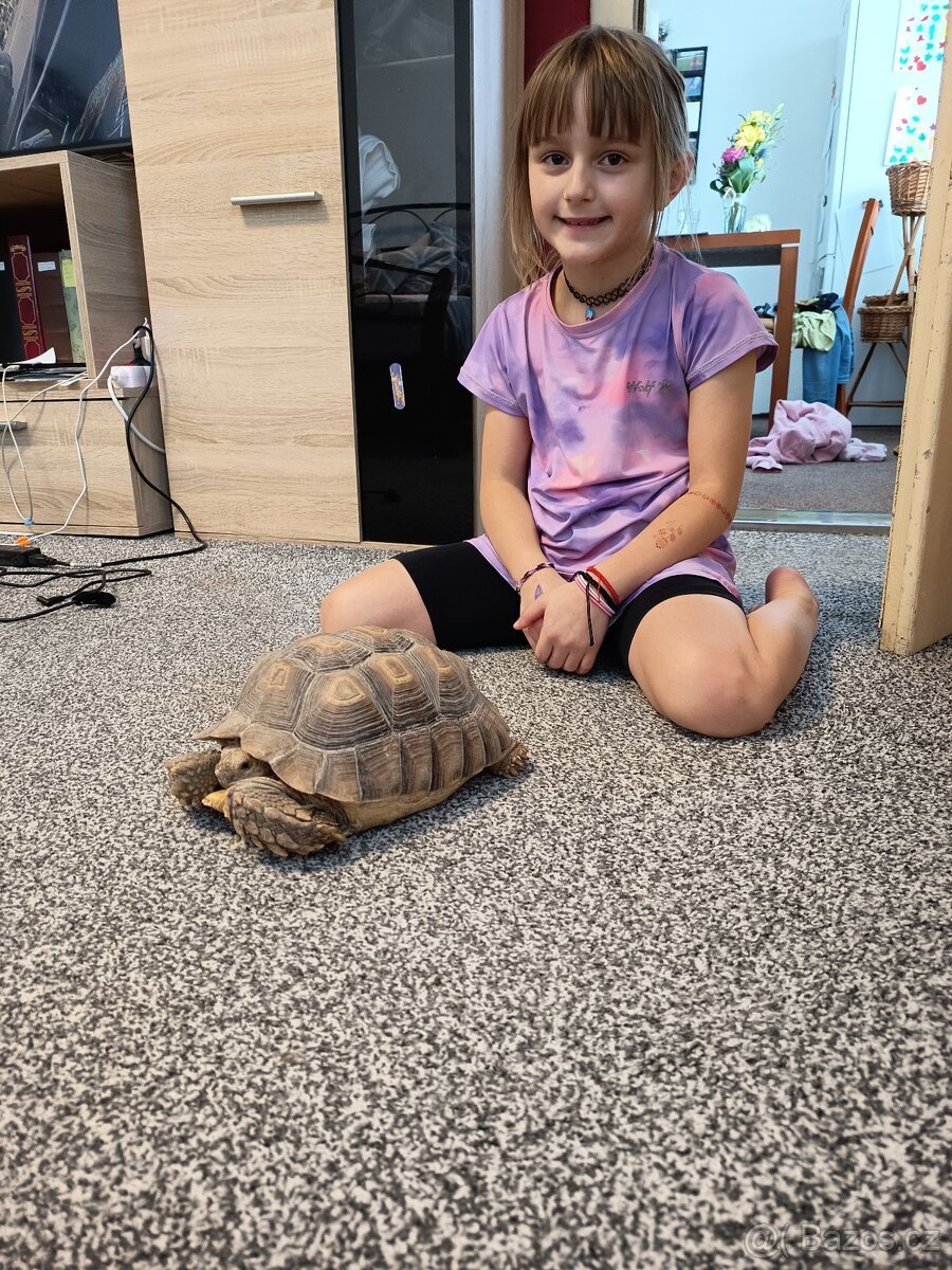 Želva ostruhata samice sulcata