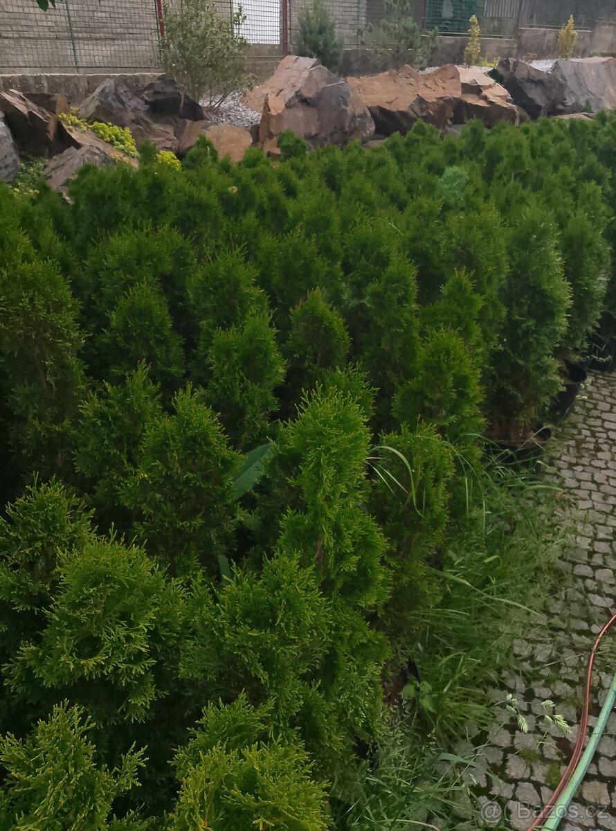 Thuje, smaragd, živý plot, rostiny