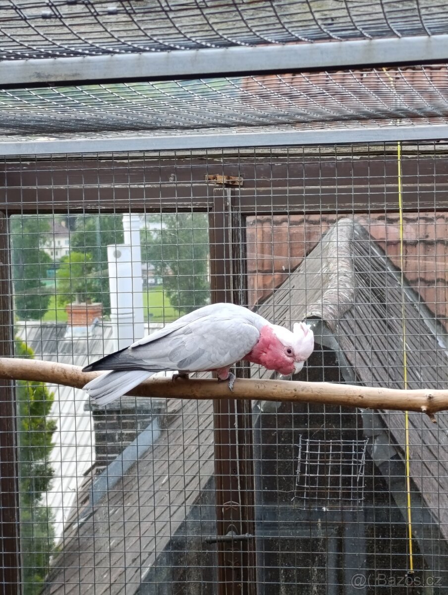 Kakadu růžový 1,0 kr.19
