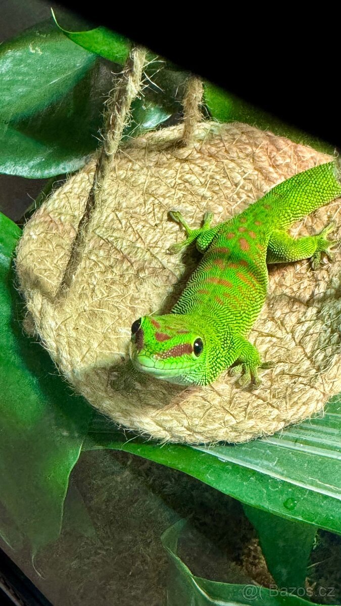Phelsuma grandis