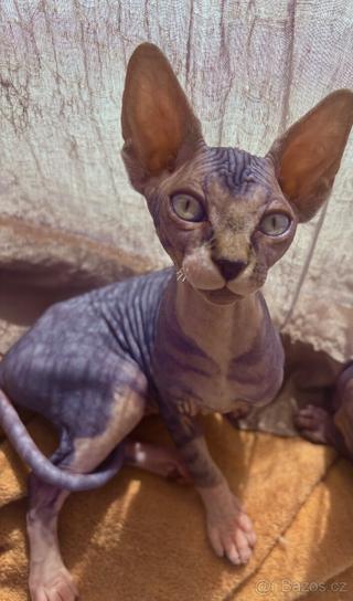 Kočička kanadský Sphynx bez PP