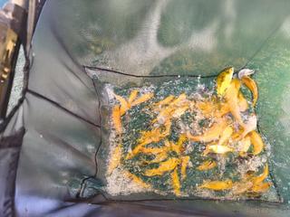 Kapr Koi