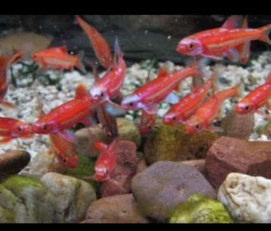Notropis chrosomus - Jeleček duhový - jezírkové i akvarijní