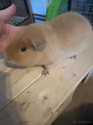Morče US teddy- samec