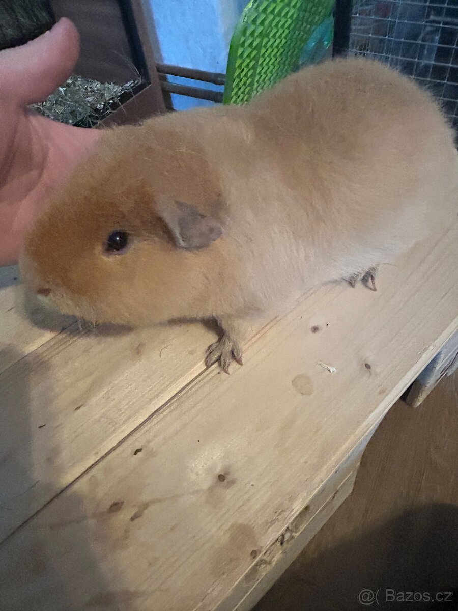 Morče US teddy- samec