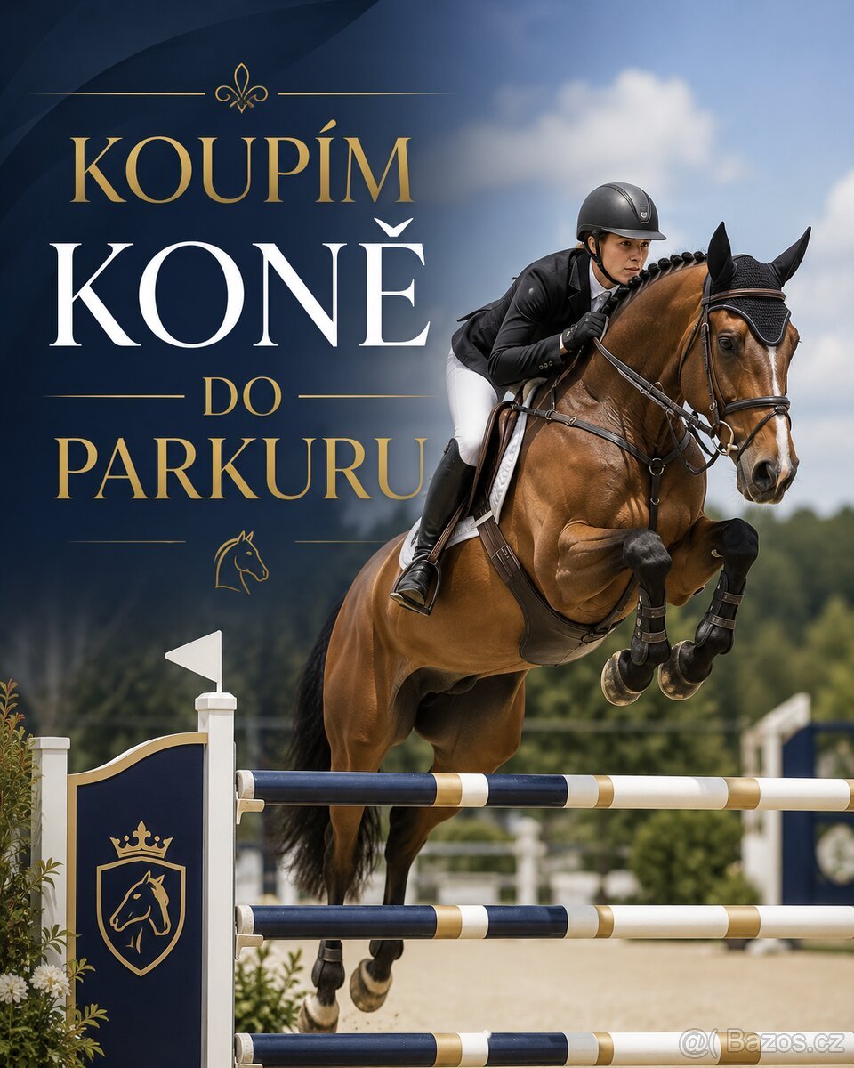 MLADÉHO PERSPEKTIVNÍHO KONĚ DO SPORTU