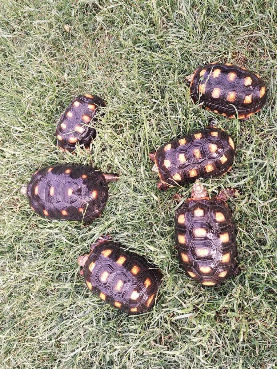 🐢 Želva uhlířská ‐ Ch.carbonaria skupina 1.5