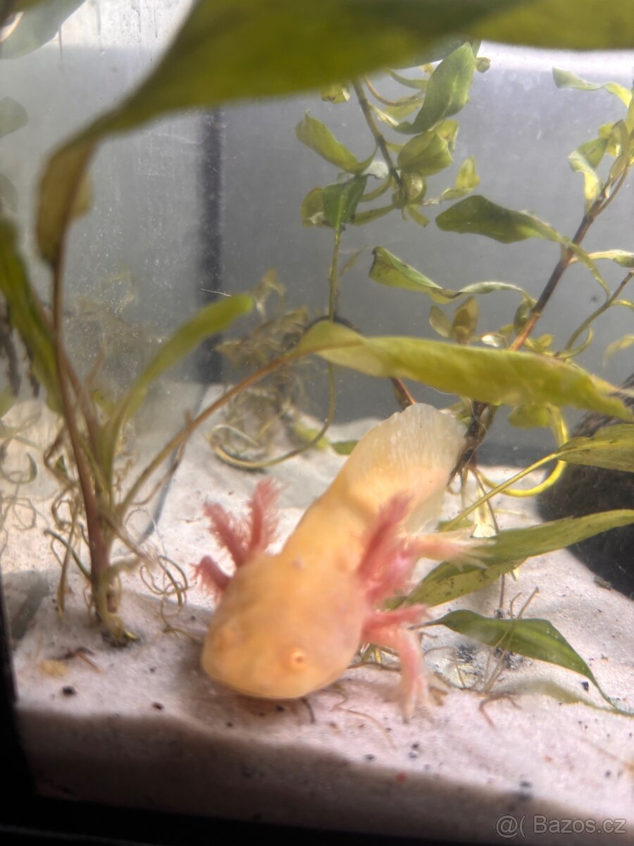 Axolotli