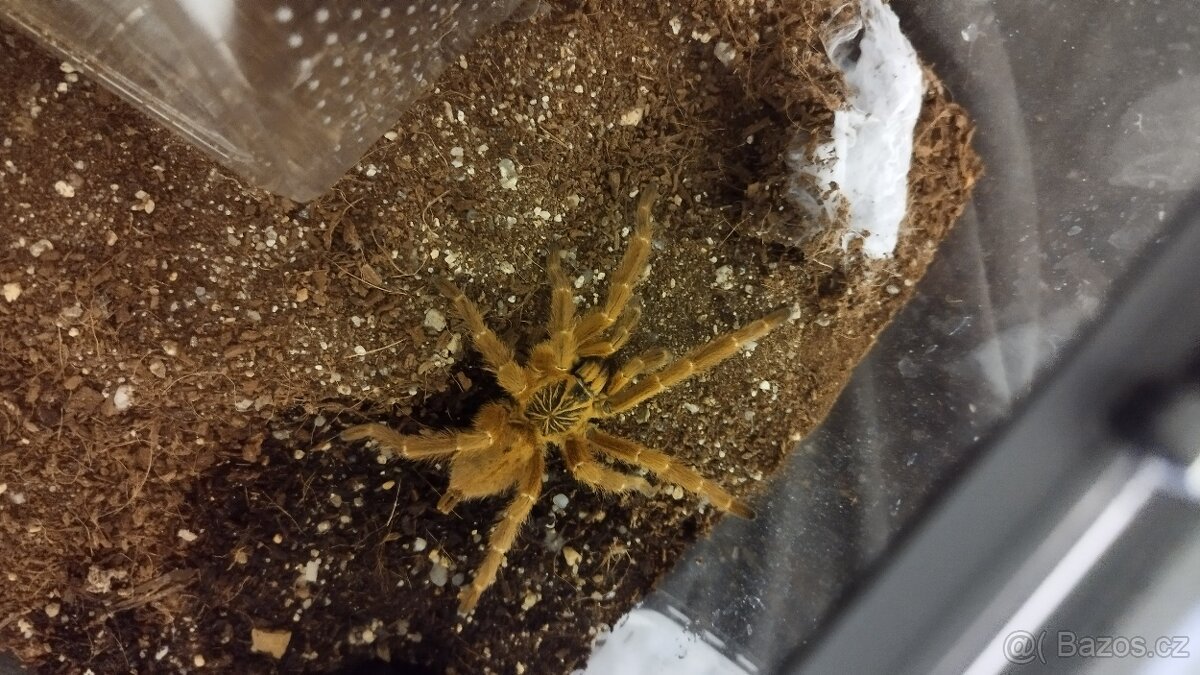 Pterinochilus murinus usambara
