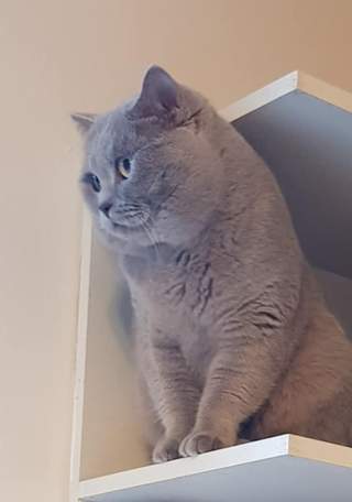 Britský lila kocour ke krytí