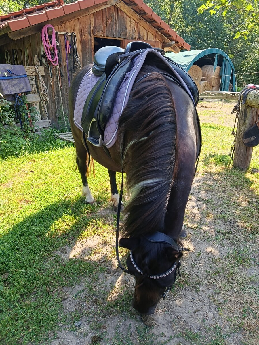 Kobylku pony
