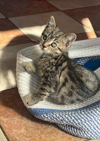 Kocourek whiskas