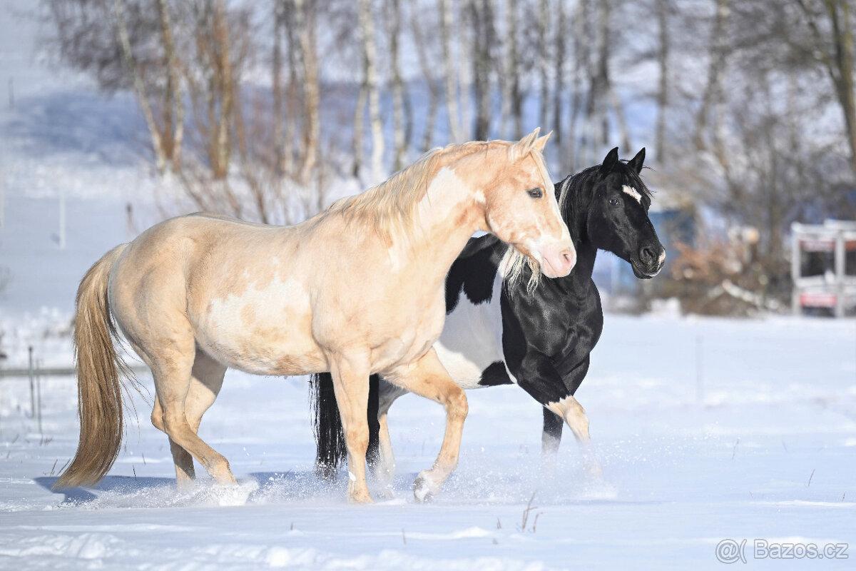 Plemenný hřebec Paint Horse palomino overo
