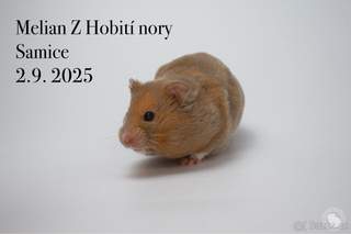 Křeček syrský