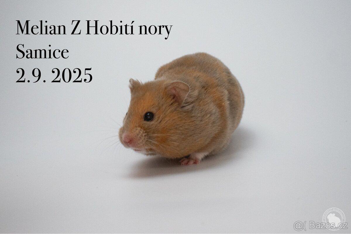 Křeček syrský