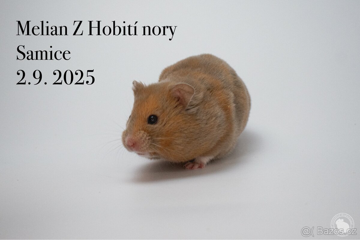 Křeček syrský
