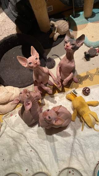 Kanadský Sphynx