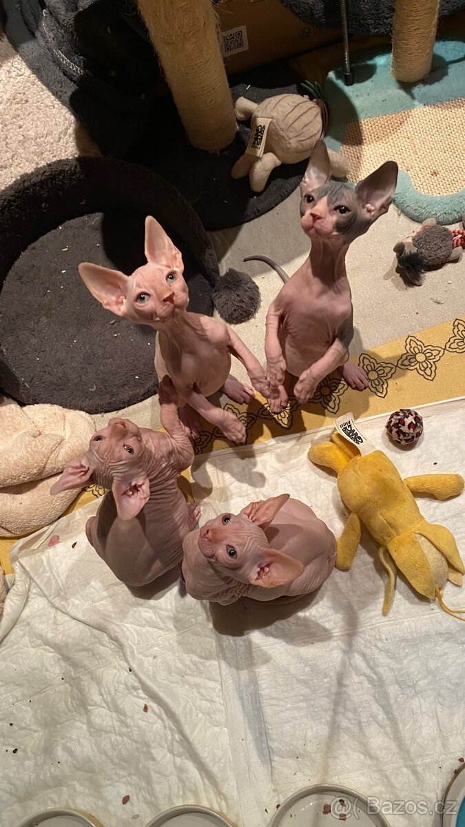 Kanadský Sphynx