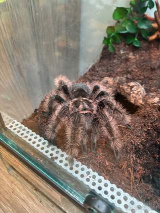 Tliltocatl albopilosus Nicaragua