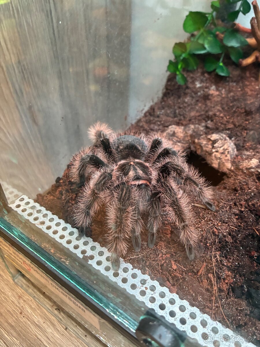 Tliltocatl albopilosus Nicaragua
