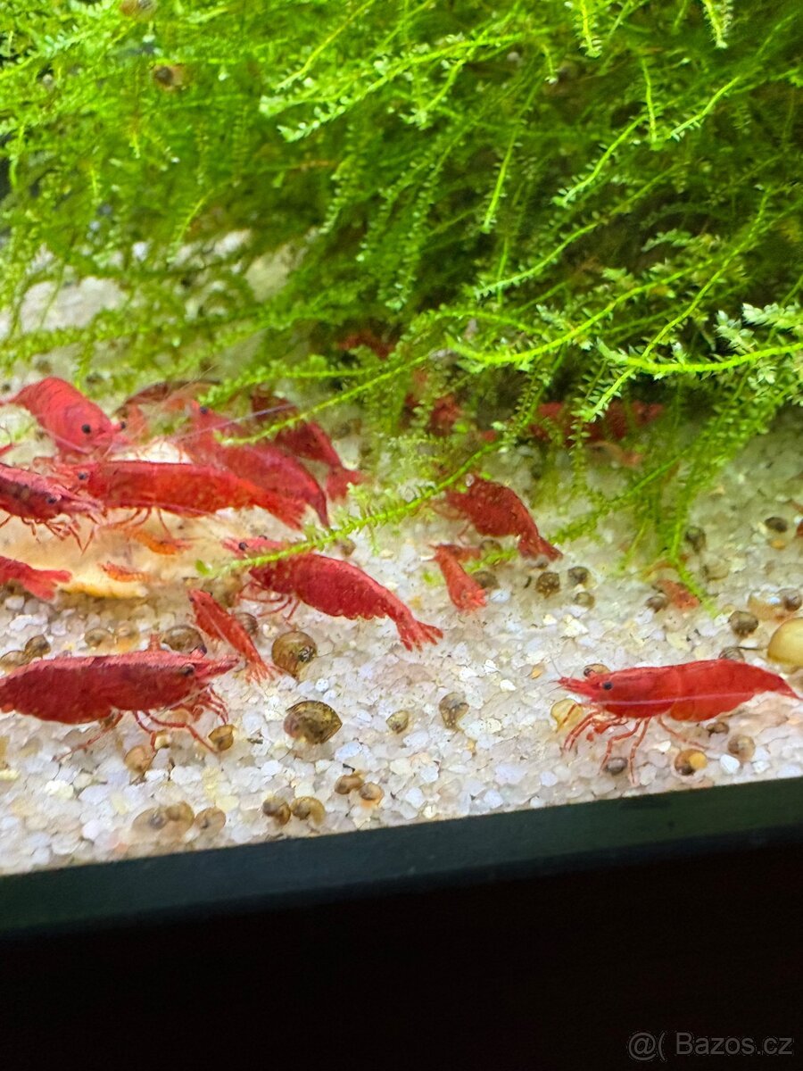 Krevetky Red cherry