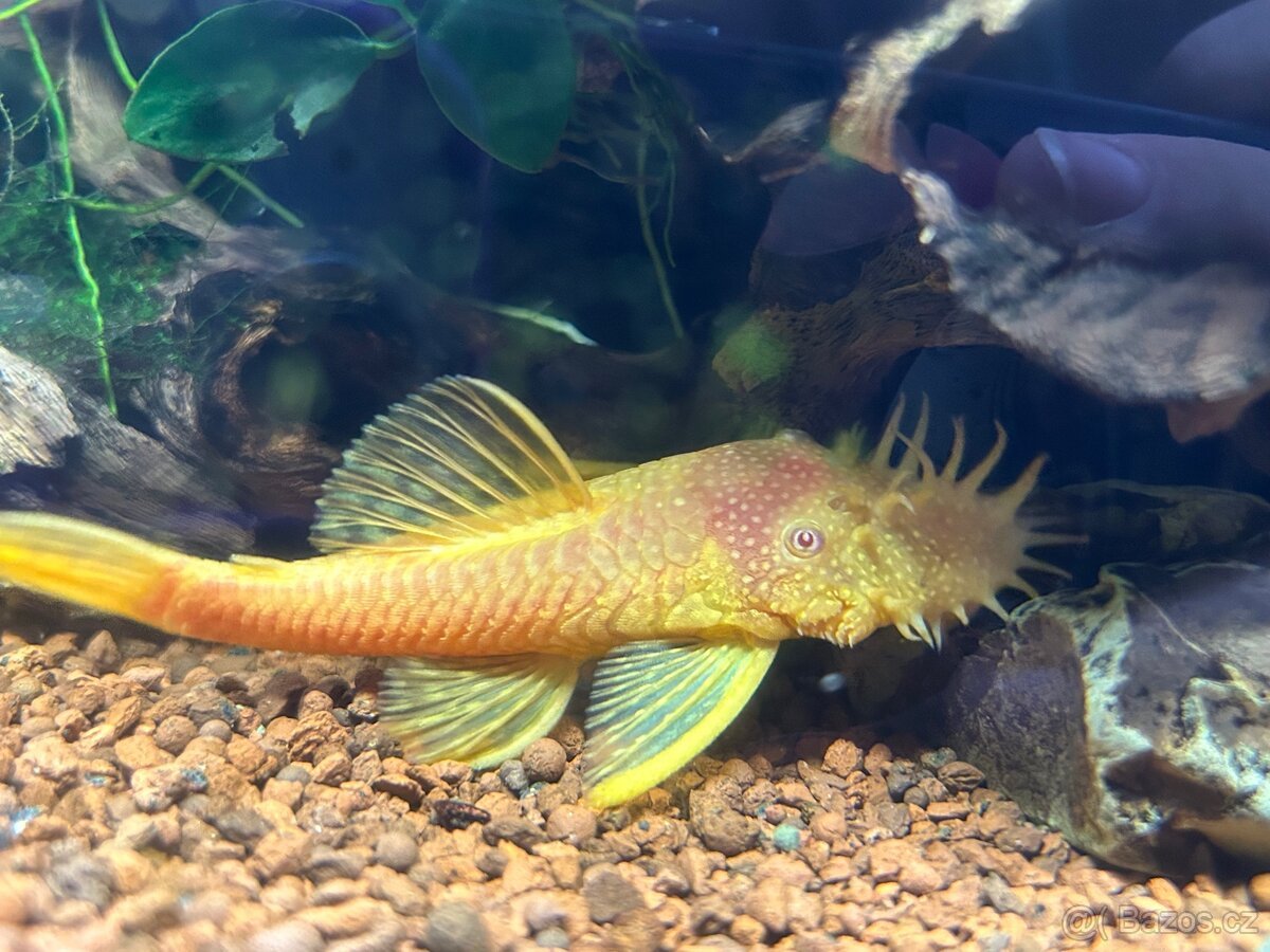 Akvarijní ryby