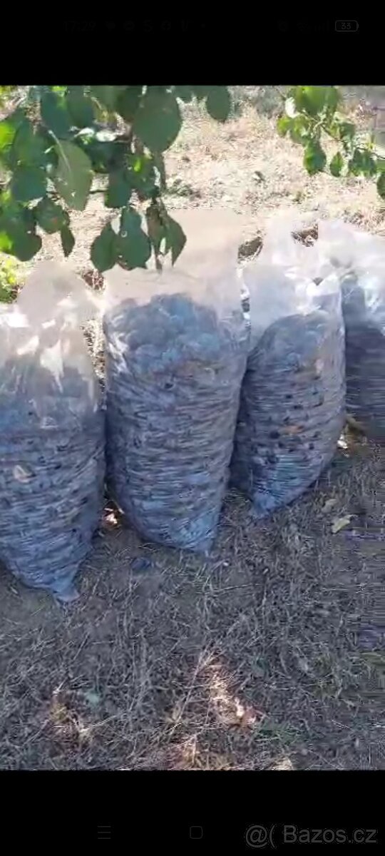 Švestky na kvas